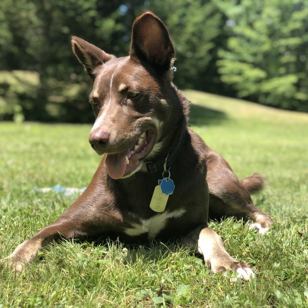 Deacon, a Adoptable mixed breed in Conway, NH image 5/6