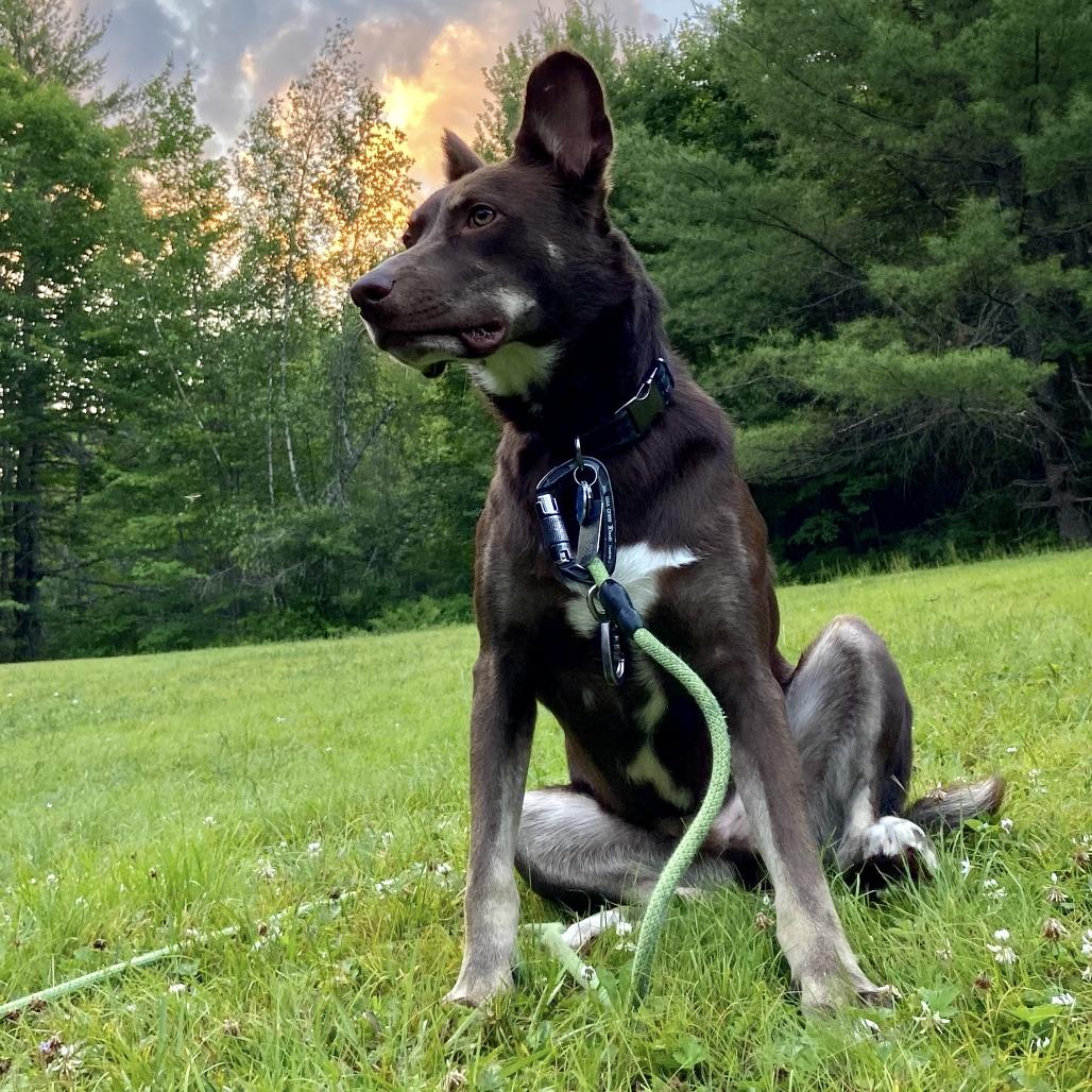 Deacon, a Adoptable mixed breed in Conway, NH image 6/6