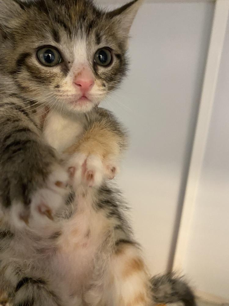 Caramel, Adopted, Kitten Female Domestic Short Hair.