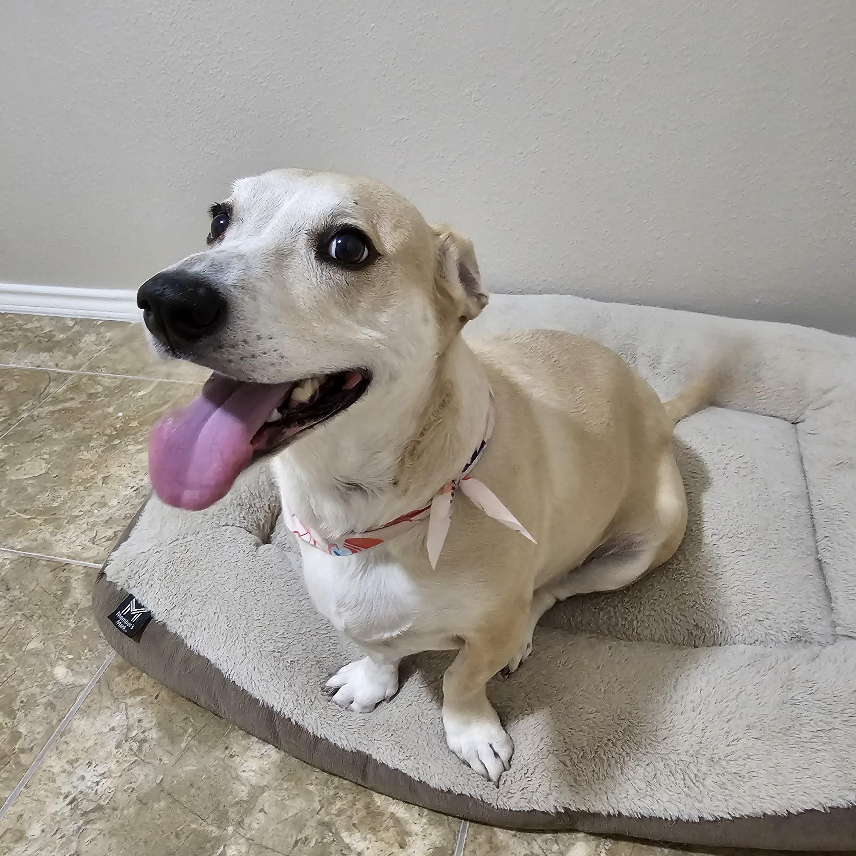 Kate, Adoptable, Adult Female Yellow Labrador Retriever.