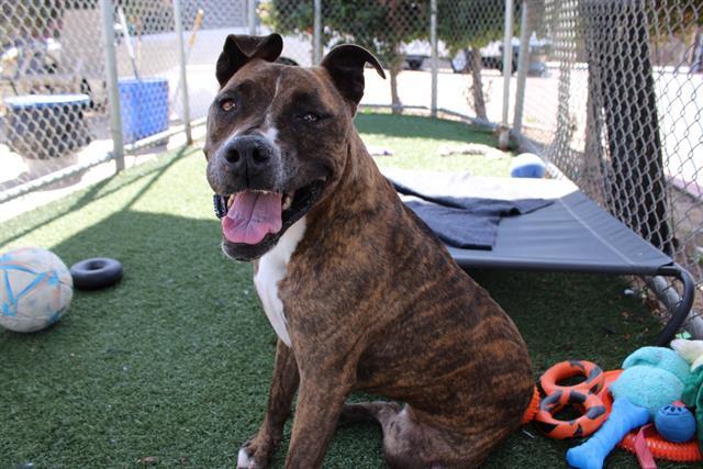 Enlarge NOVA, a Adoptable mixed breed in Chula Vista, CA image 1/1