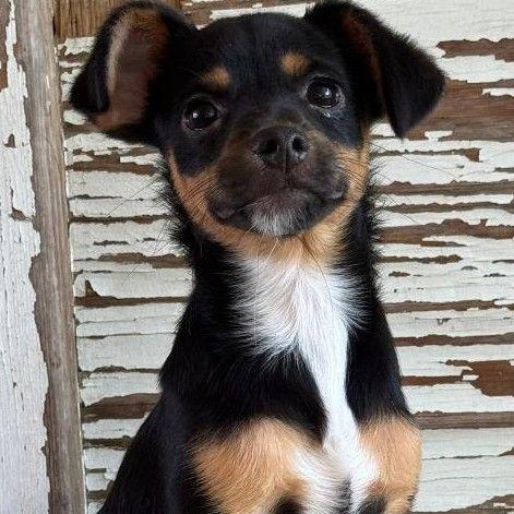 Alain, ADOPTABLE, Young Male Yorkshire Terrier & Miniature Pinscher.
