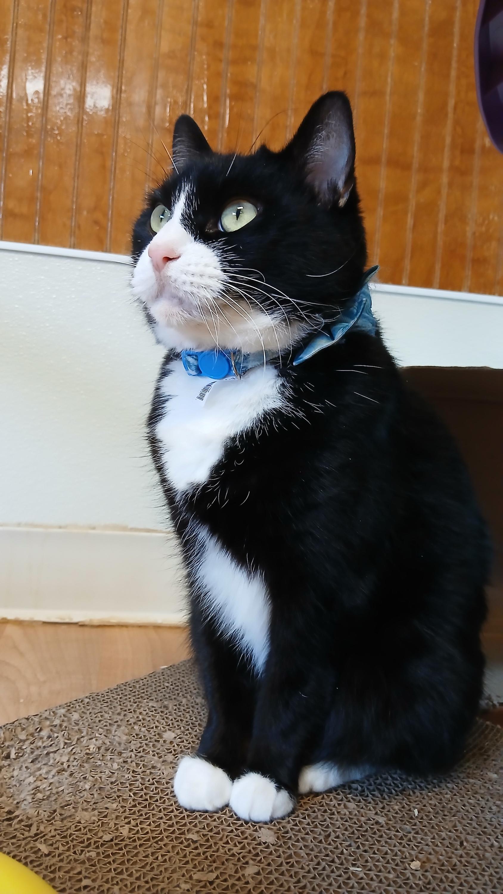 Enlarge Domino, a Adoptable mixed breed in Cullowhee, NC image 4/6