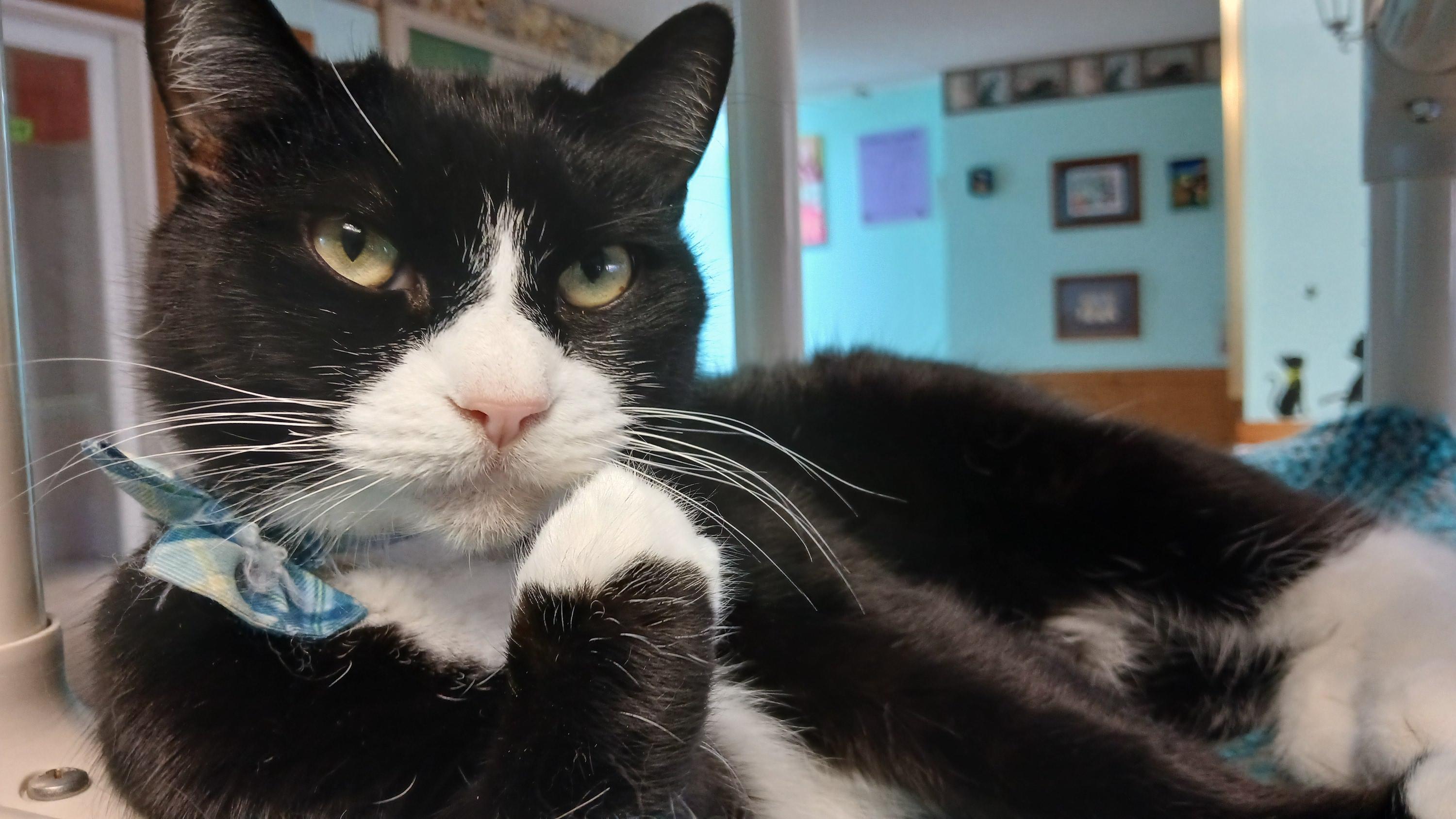 Enlarge Domino, a Adoptable mixed breed in Cullowhee, NC image 3/6