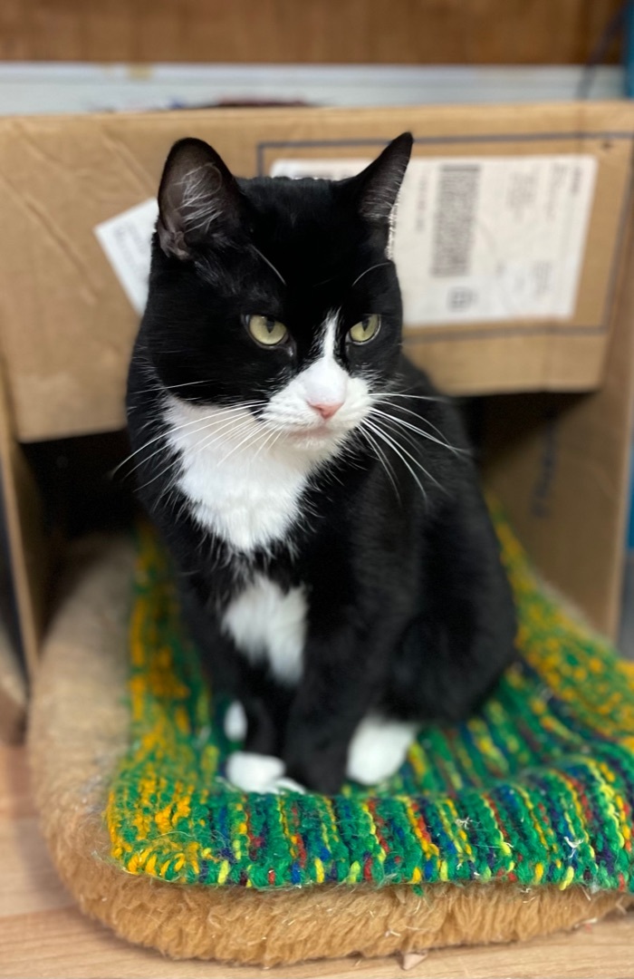 Domino, Adoptable, Adult Female Domestic Short Hair & Manx.
