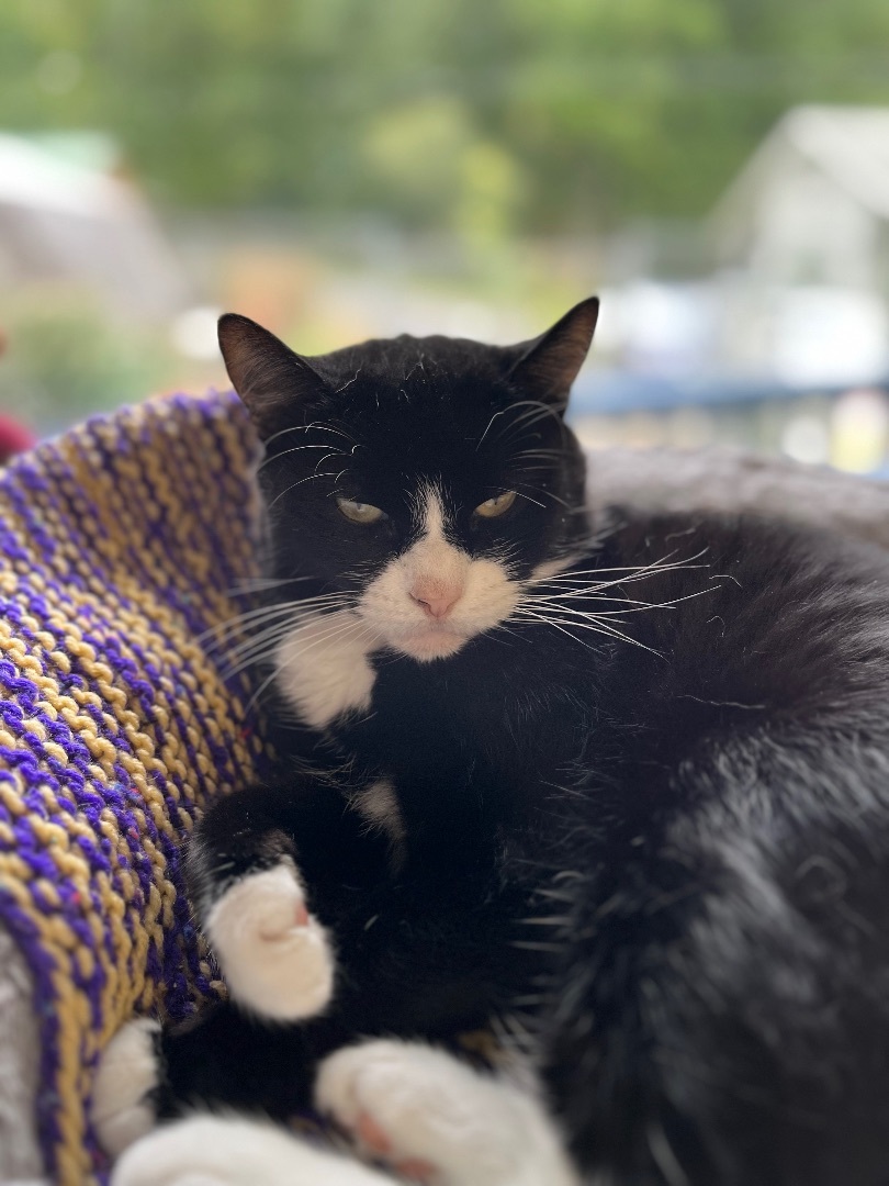 Domino, a Adoptable mixed breed in Cullowhee, NC image 2/10