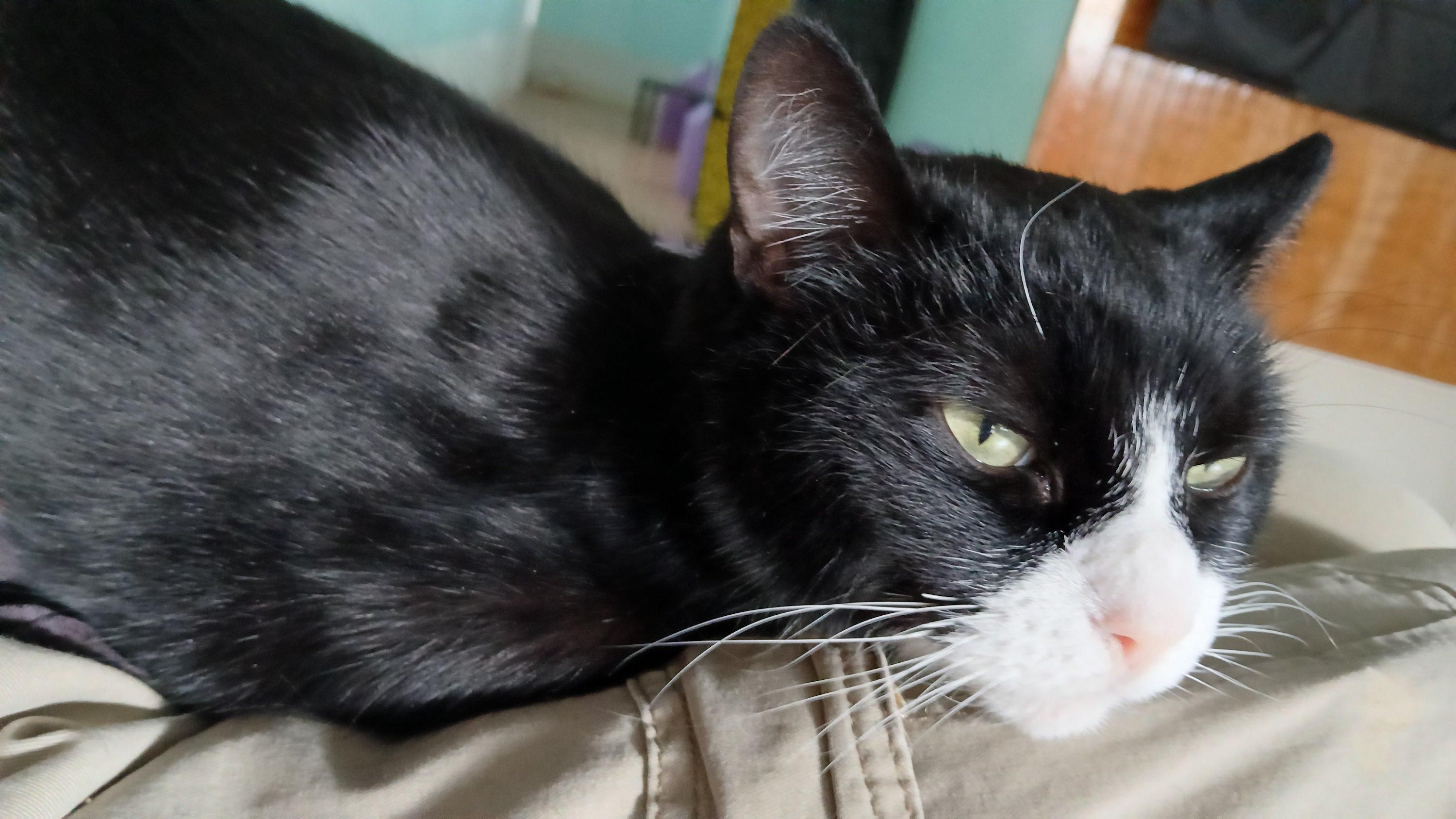 Enlarge Domino, a Adoptable mixed breed in Cullowhee, NC image 6/6