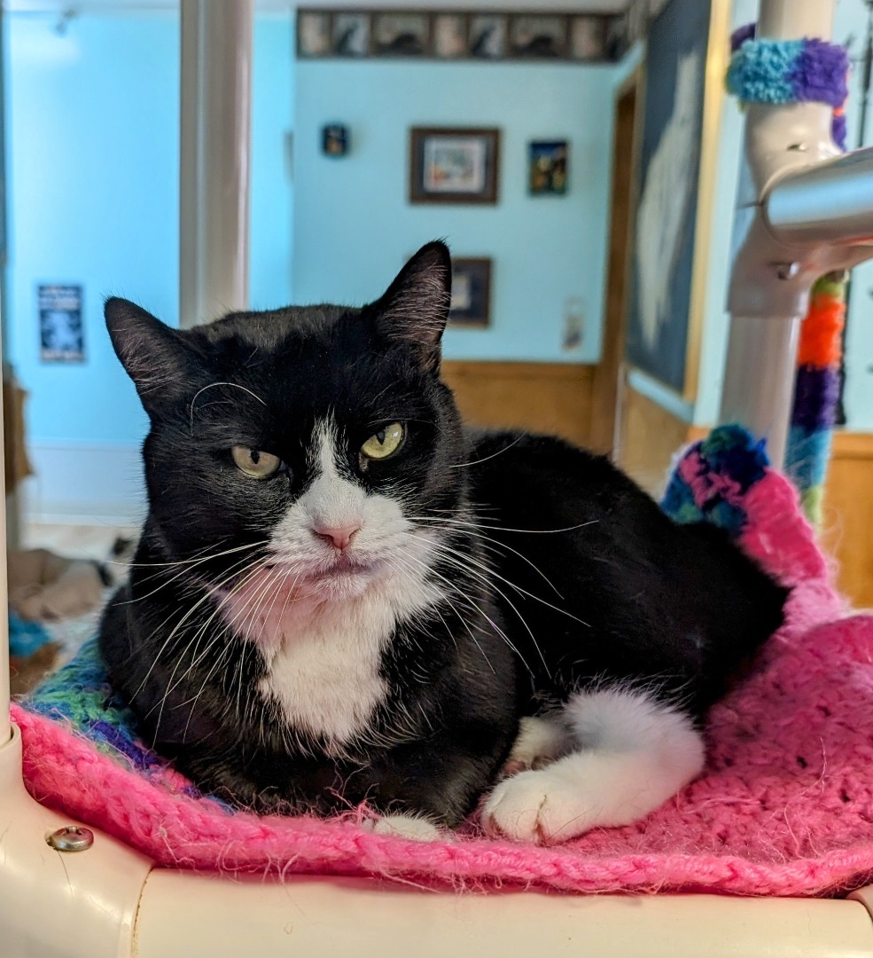 Domino, a Adoptable mixed breed in Cullowhee, NC image 3/10