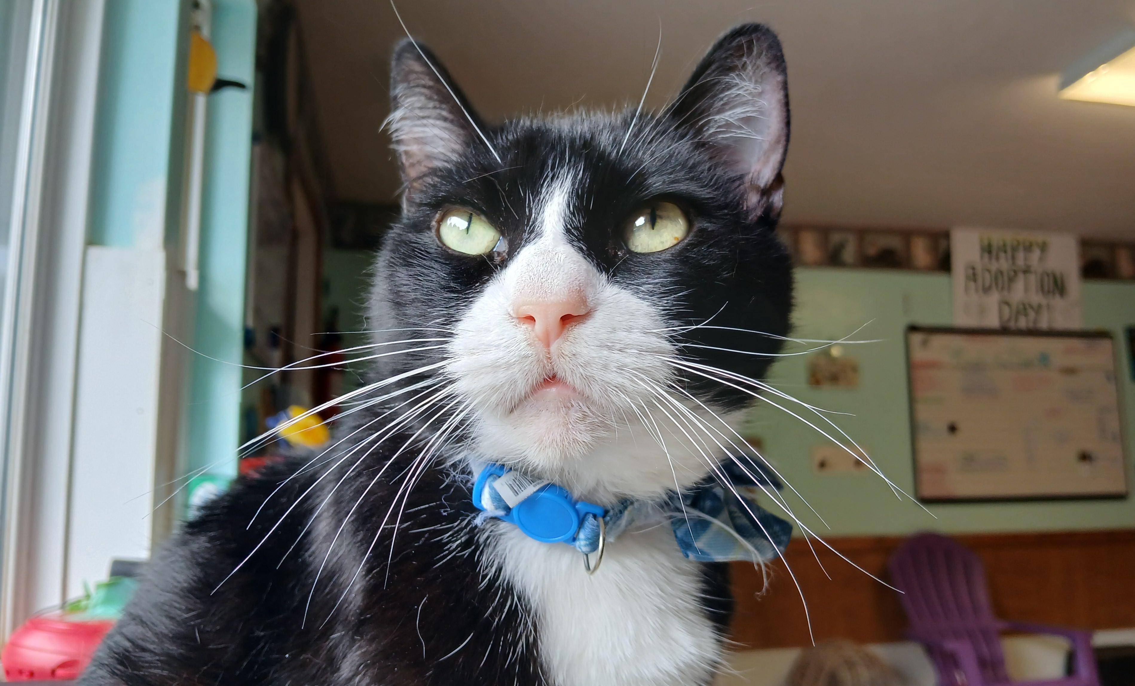 Domino, Adoptable, Adult Female Domestic Short Hair & Manx.