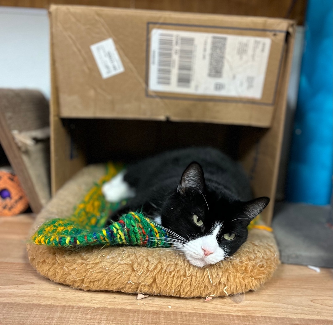 Domino, a Adoptable mixed breed in Cullowhee, NC image 4/10