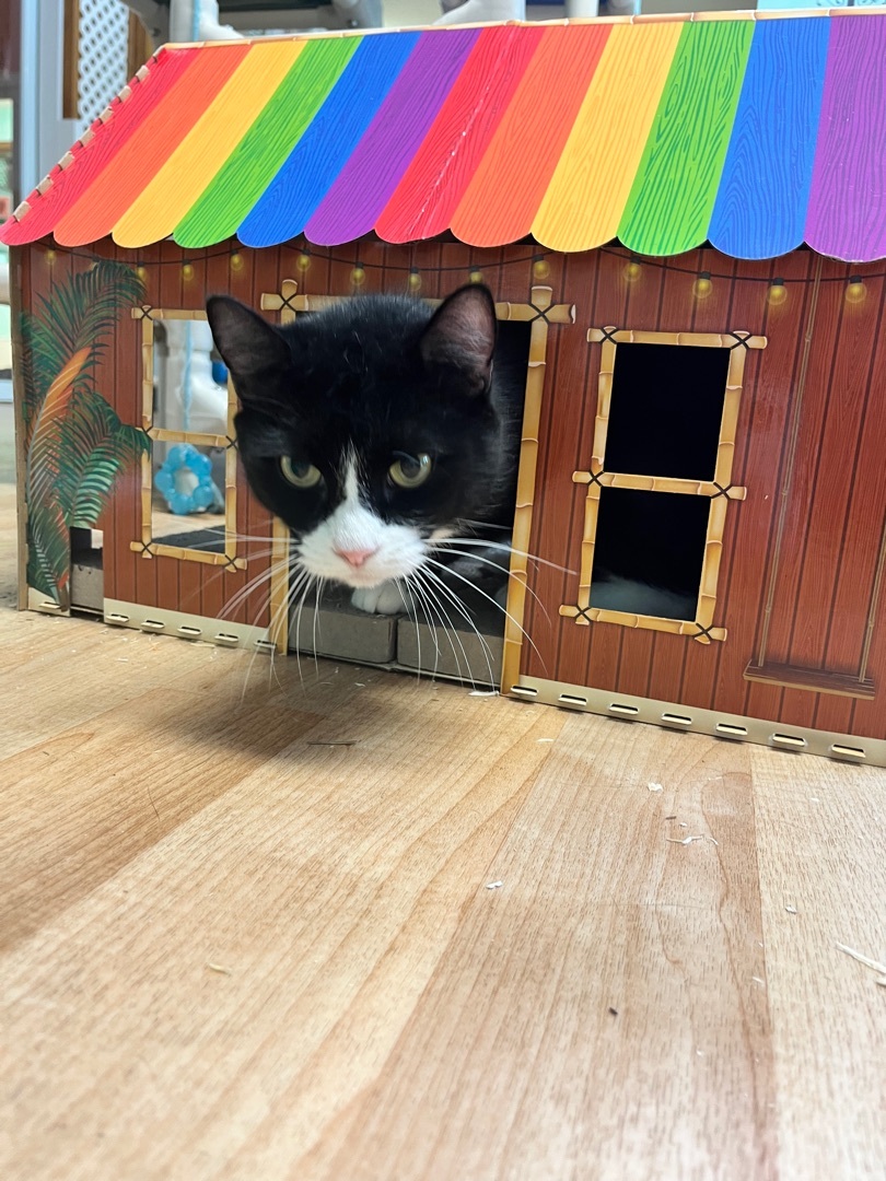 Domino, a Adoptable mixed breed in Cullowhee, NC image 5/10