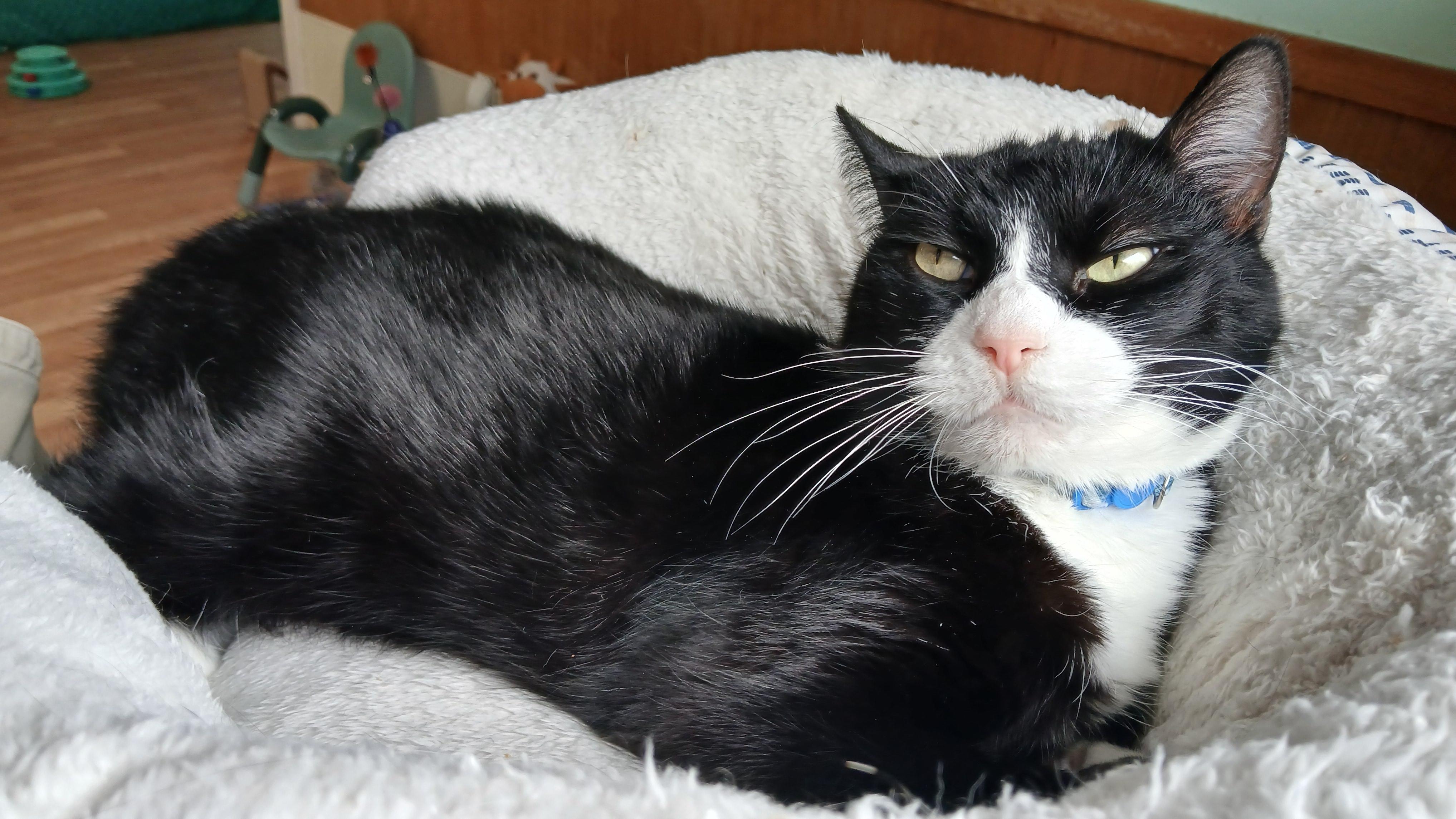 Domino, a Adoptable mixed breed in Cullowhee, NC image 5/6