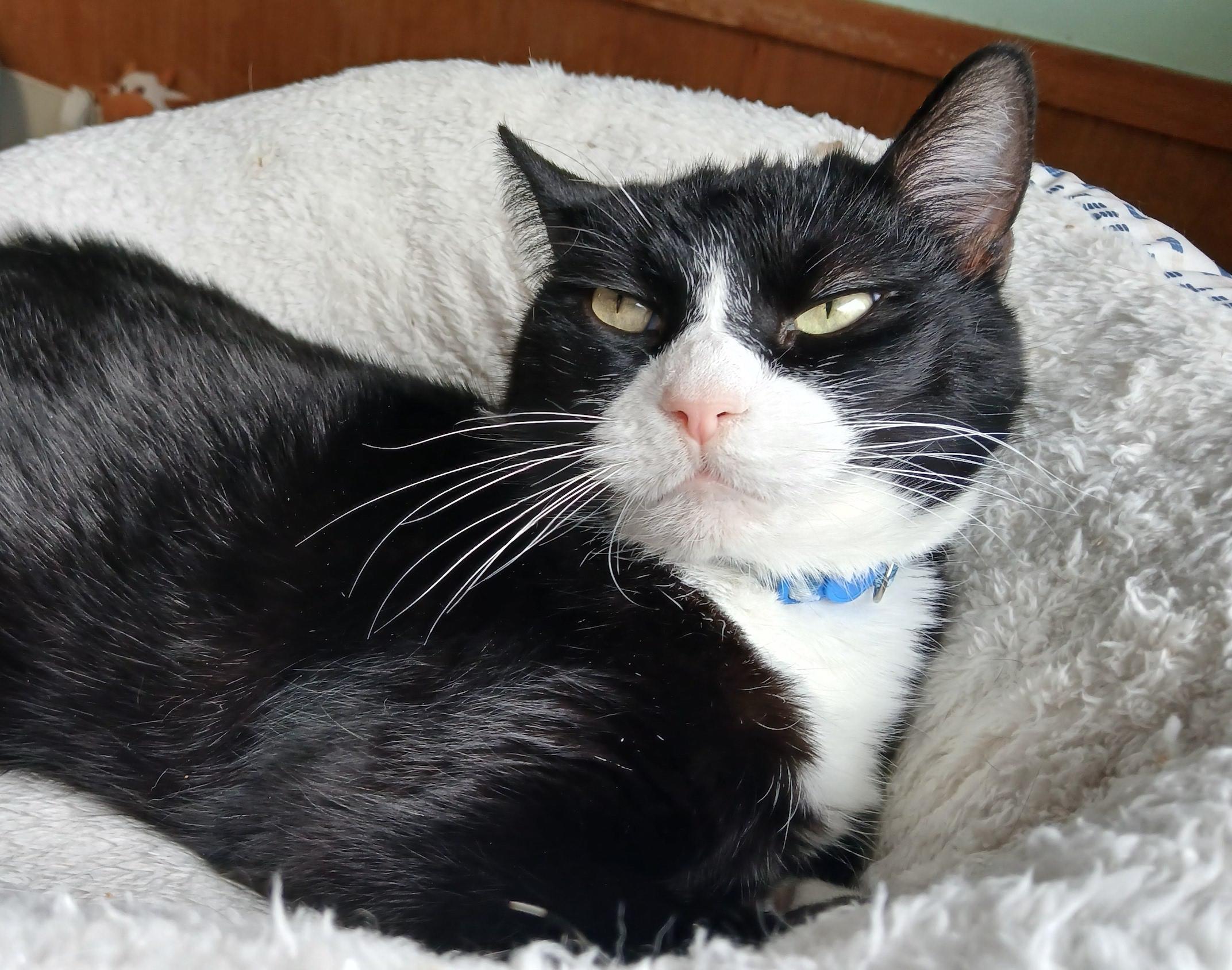 Domino, Adoptable, Adult Female Domestic Short Hair & Manx.