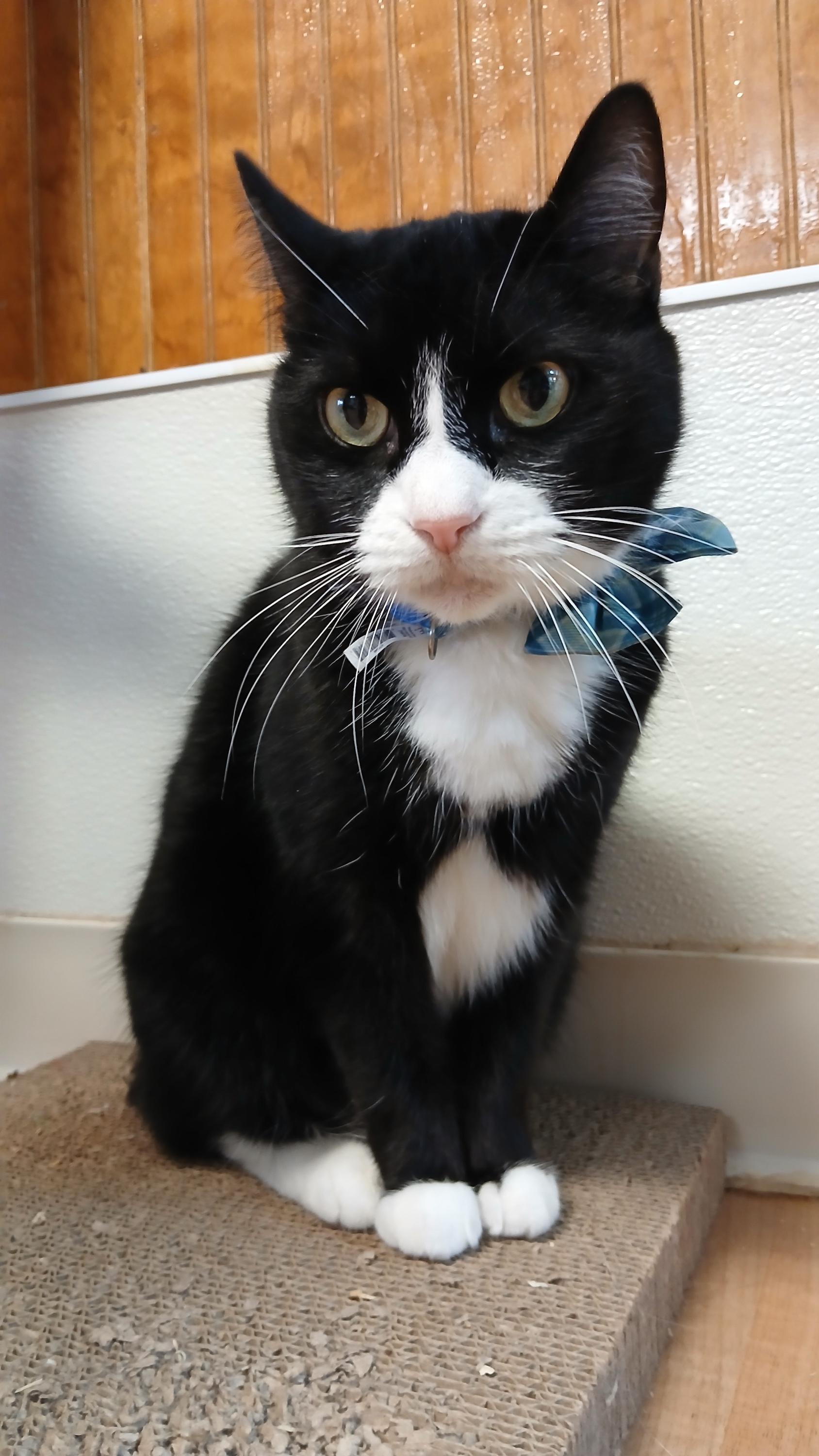 Enlarge Domino, a Adoptable mixed breed in Cullowhee, NC image 2/6