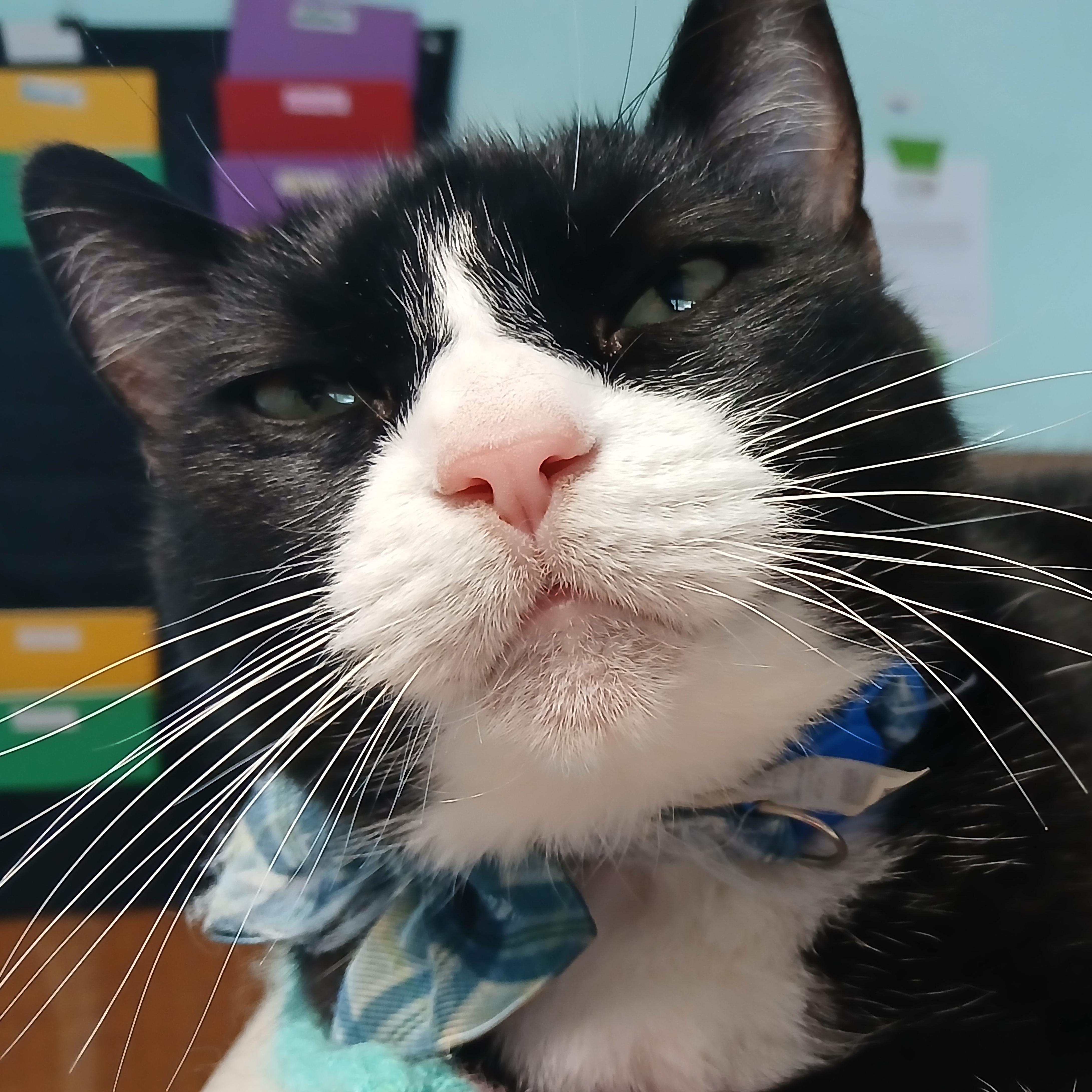 Domino, Adoptable, Adult Female Domestic Short Hair & Manx.