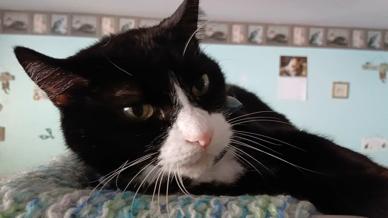 Enlarge Domino, a Adoptable mixed breed in Cullowhee, NC video 2/6