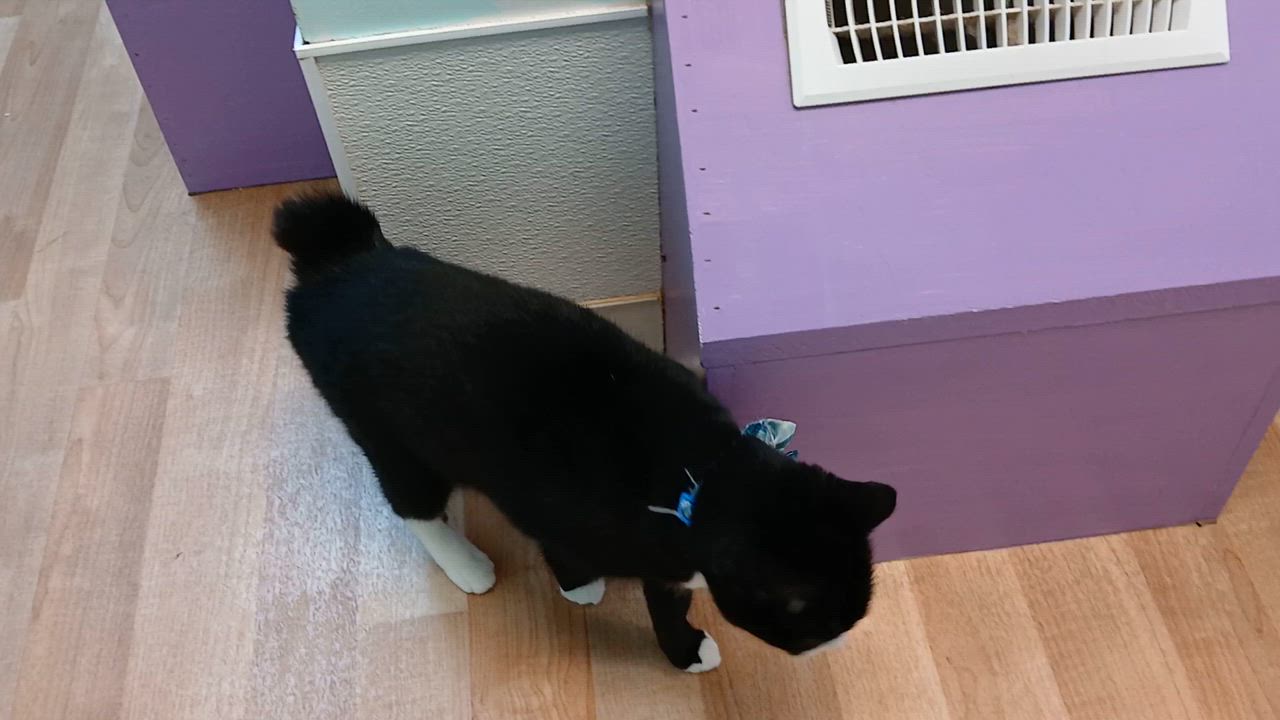 Enlarge Domino, a Adoptable mixed breed in Cullowhee, NC video 4/6