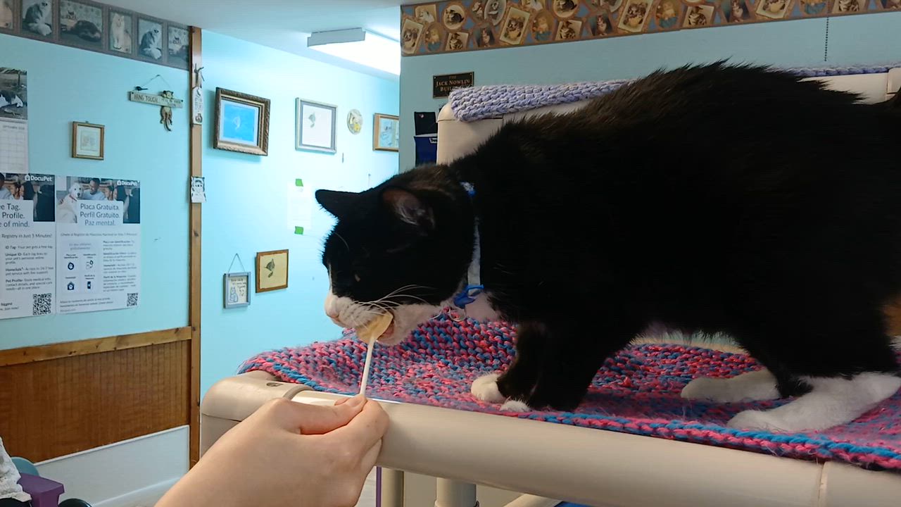 Enlarge Domino, a Adoptable mixed breed in Cullowhee, NC video 3/6
