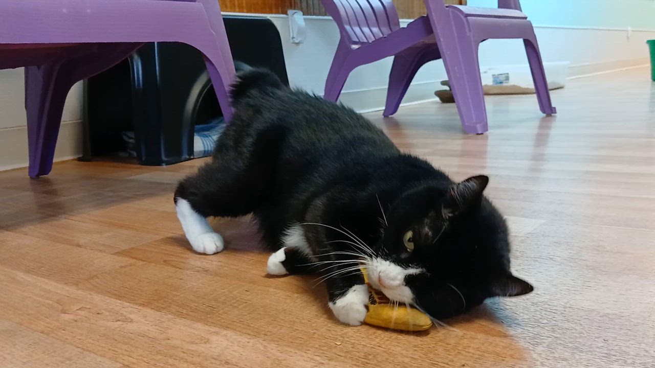 Enlarge Domino, a Adoptable mixed breed in Cullowhee, NC video 4/6