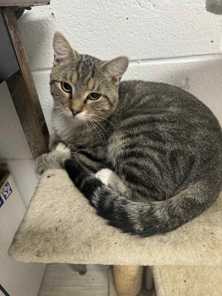 Halfpint thumbnail 3