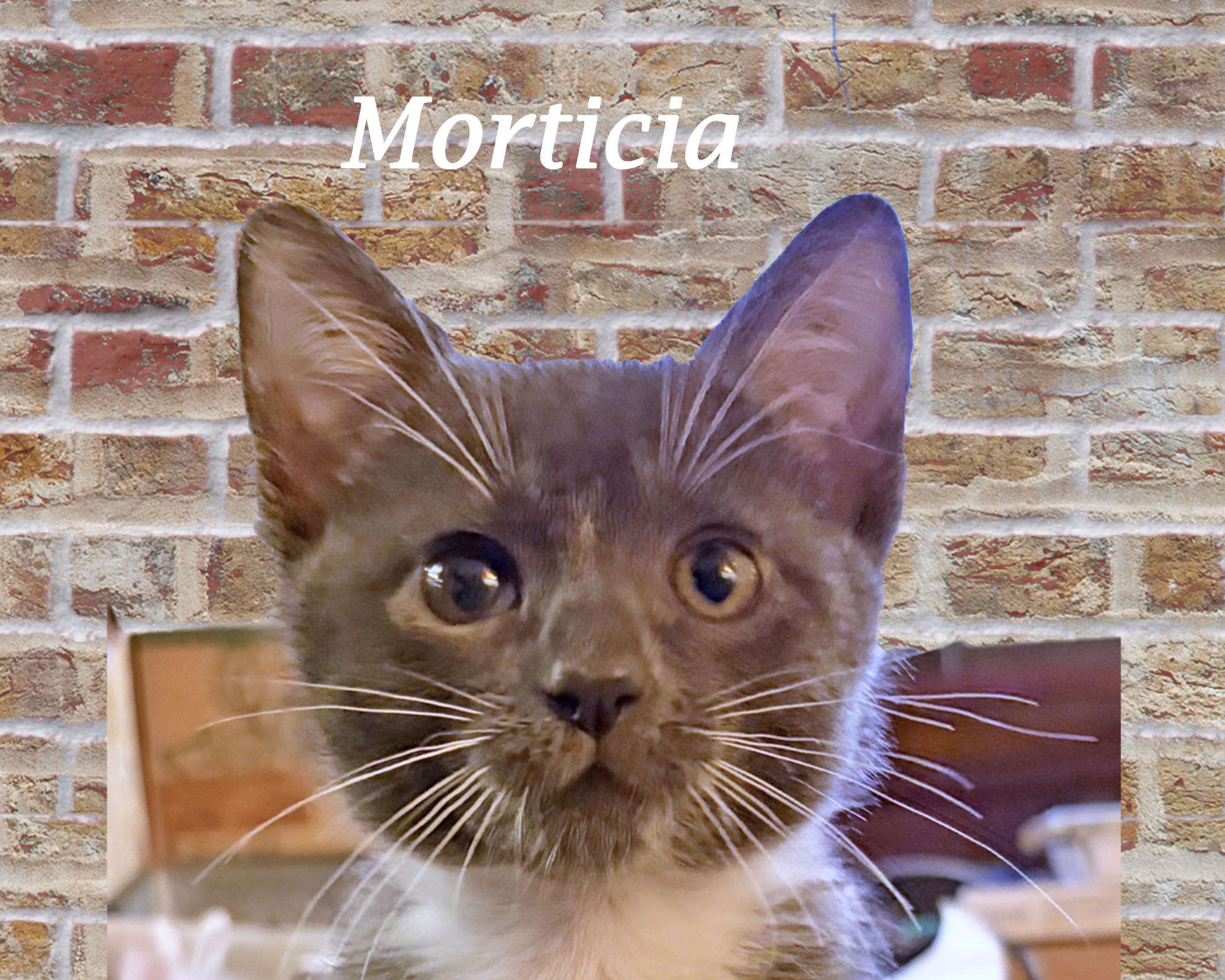 MORTICIA, Adoptable, Young Female Domestic Short Hair.
