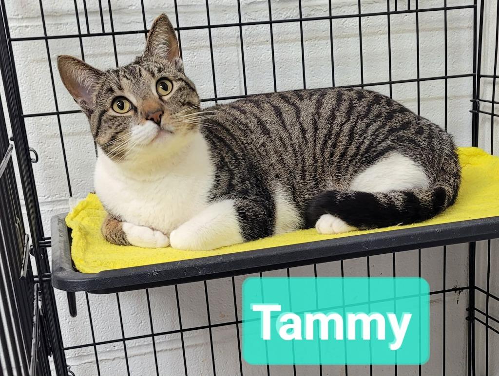 Enlarge Tammy, a Adoptable mixed breed in Richmond, IN image 1/3
