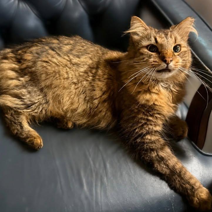 Raja, ADOPTABLE, Adult Male Domestic Long Hair.