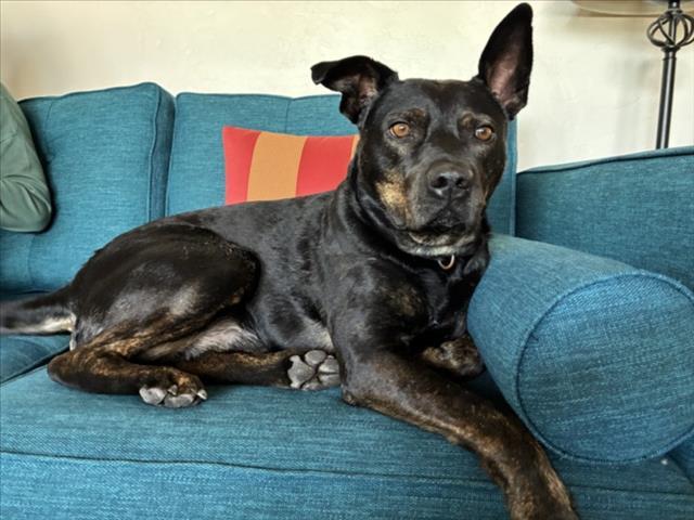 AUGIE, Adoptable, Adult Male Mixed Breed.