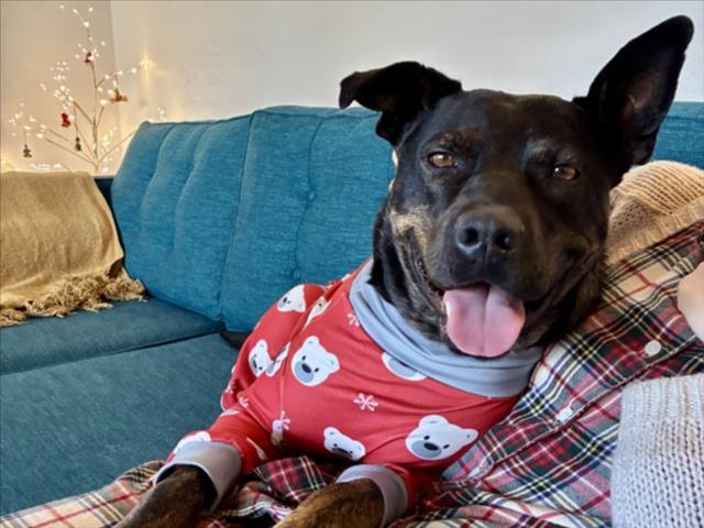 AUGIE, Adoptable, Adult Male Mixed Breed.