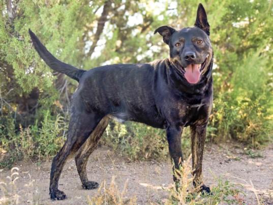 Enlarge AUGIE, a Adoptable Mixed Breed in Santa Fe, NM image 1/1