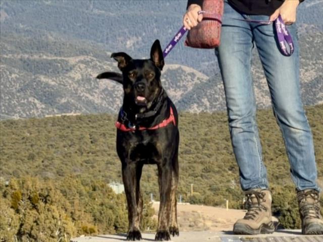 AUGIE, Adoptable, Adult Male Mixed Breed.