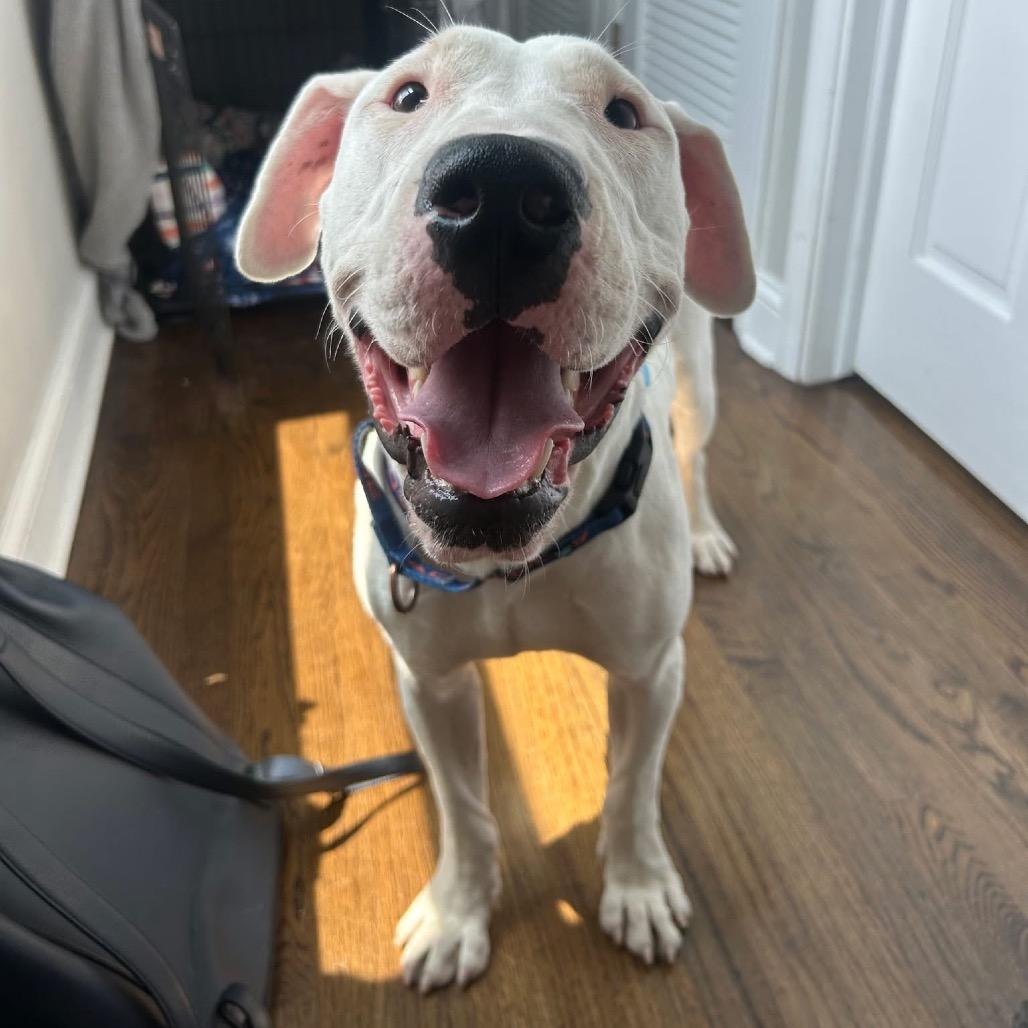 Tzatziki, Adoptable, Adult Male Mixed Breed.