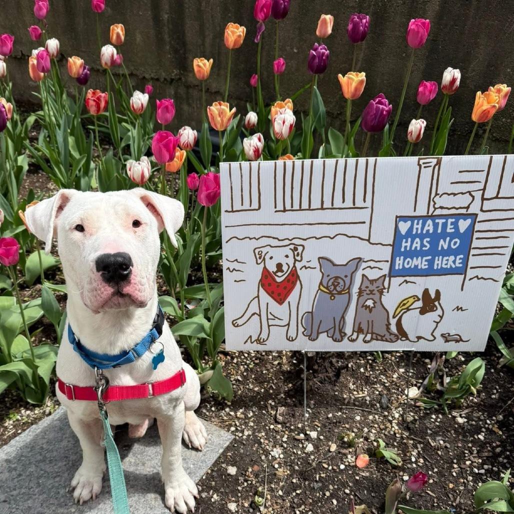 Tzatziki, a Adoptable Mixed Breed in Chicago, IL image 1/6