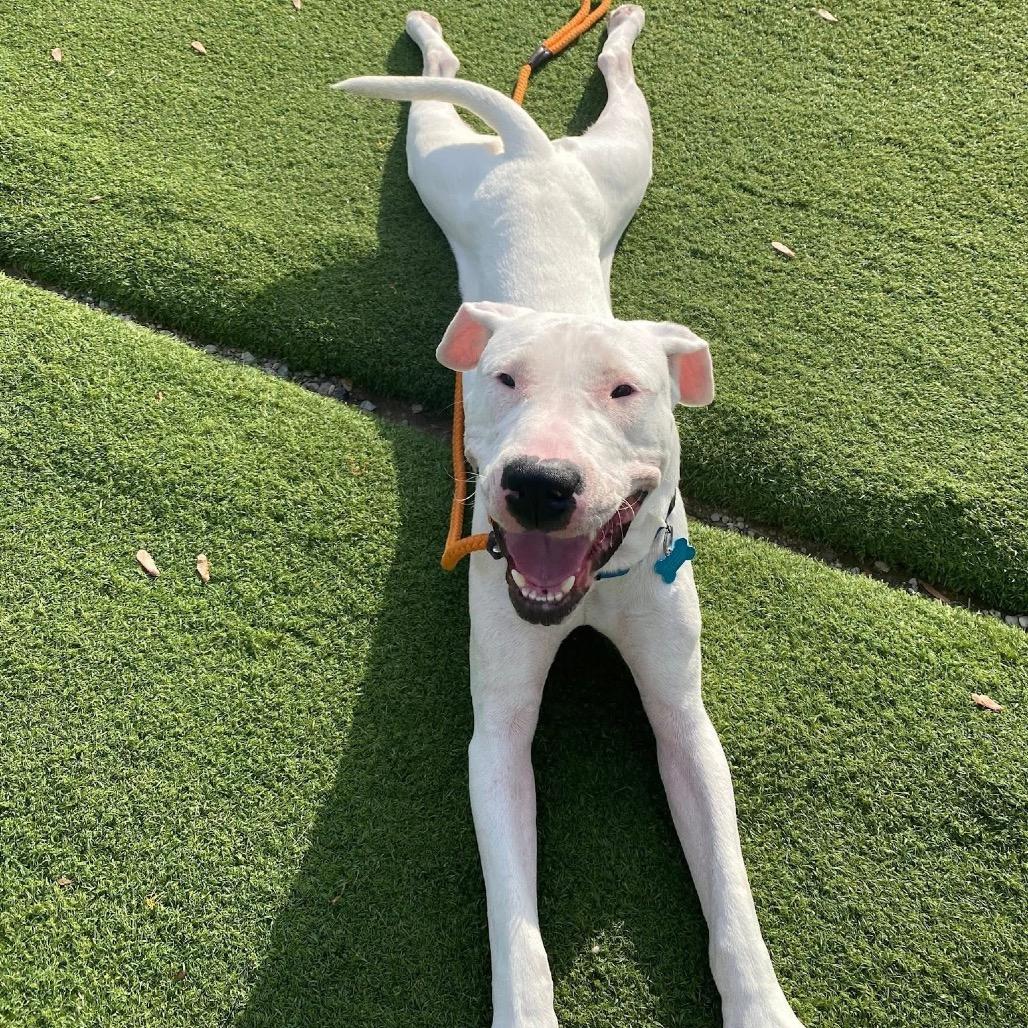 Tzatziki, a Adoptable Mixed Breed in Chicago, IL image 2/6