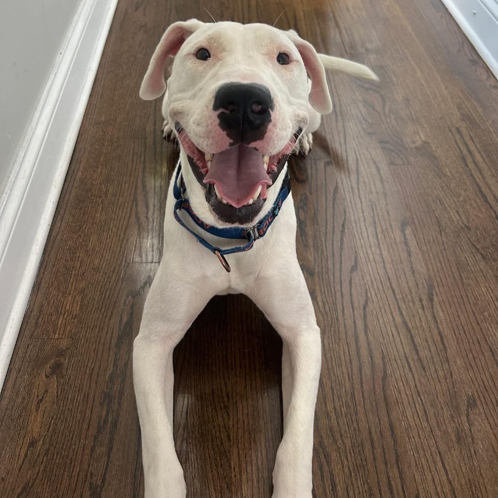 Enlarge Tzatziki, a Adoptable Mixed Breed in Chicago, IL image 3/6