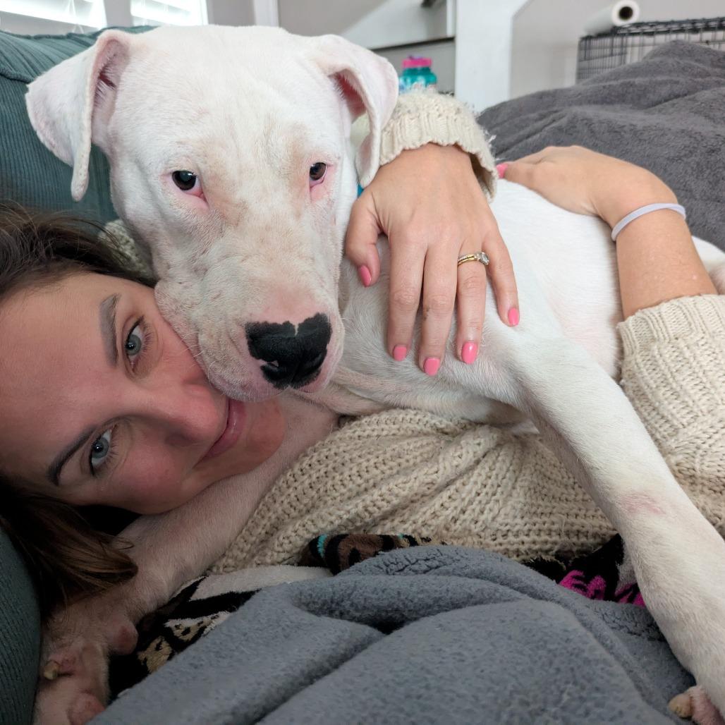 Tzatziki, a Adoptable Mixed Breed in Chicago, IL image 3/6