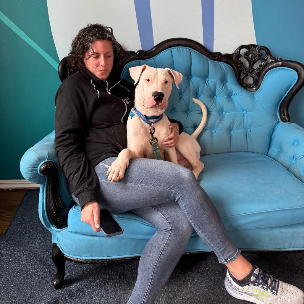 Tzatziki, a Adoptable Mixed Breed in Chicago, IL image 5/6