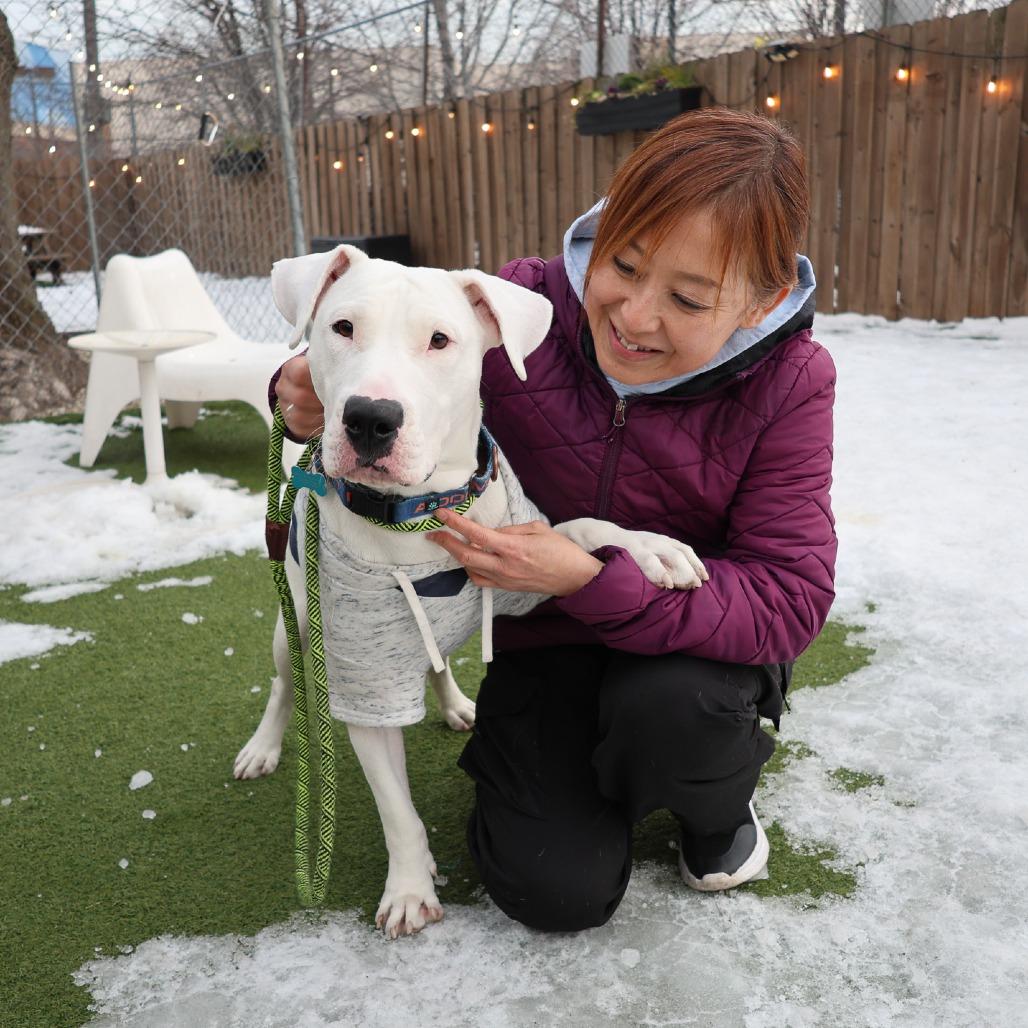 Tzatziki, Adoptable, Adult Male Mixed Breed.