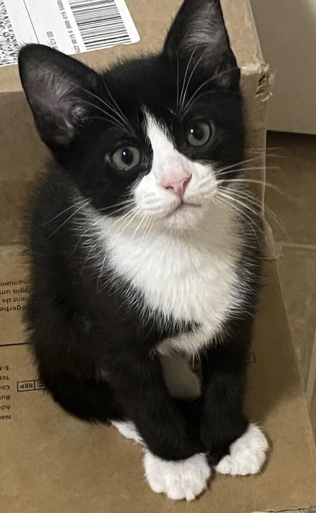 Dazzle, Adoptable, Kitten Male Domestic Short Hair.