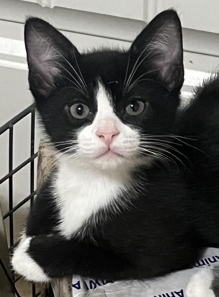 Enlarge Dazzle, a Adoptable mixed breed in Lafayette, CO image 2/2