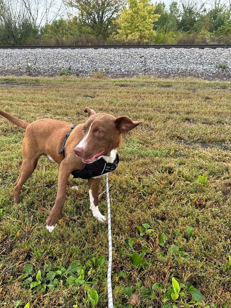 Peanut, Adopted, Young Male Pit Bull Terrier & Labrador Retriever.