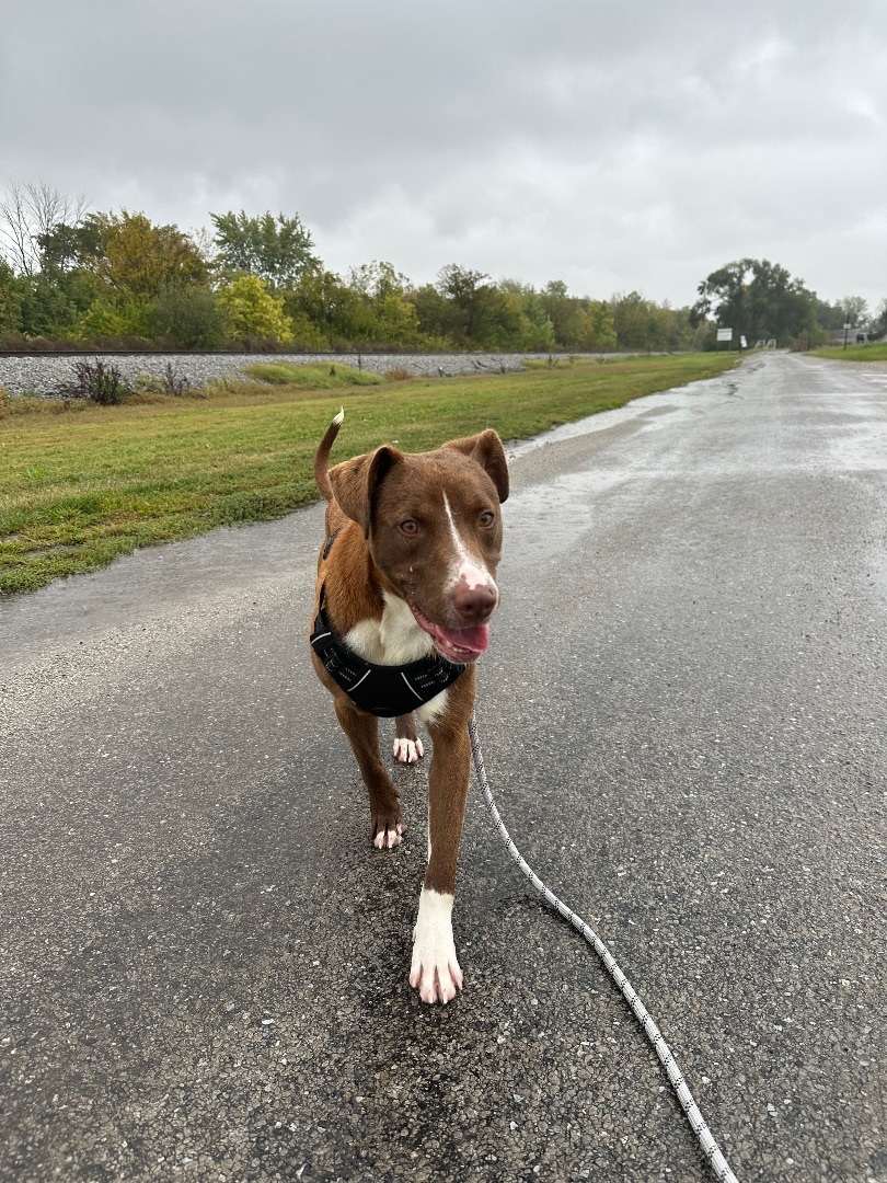 Peanut, a Adopted mixed breed in Tuscola, IL image 2/6