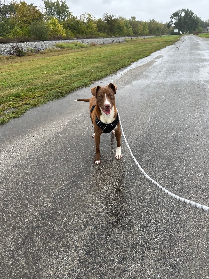 Peanut, a Adopted mixed breed in Tuscola, IL image 3/6
