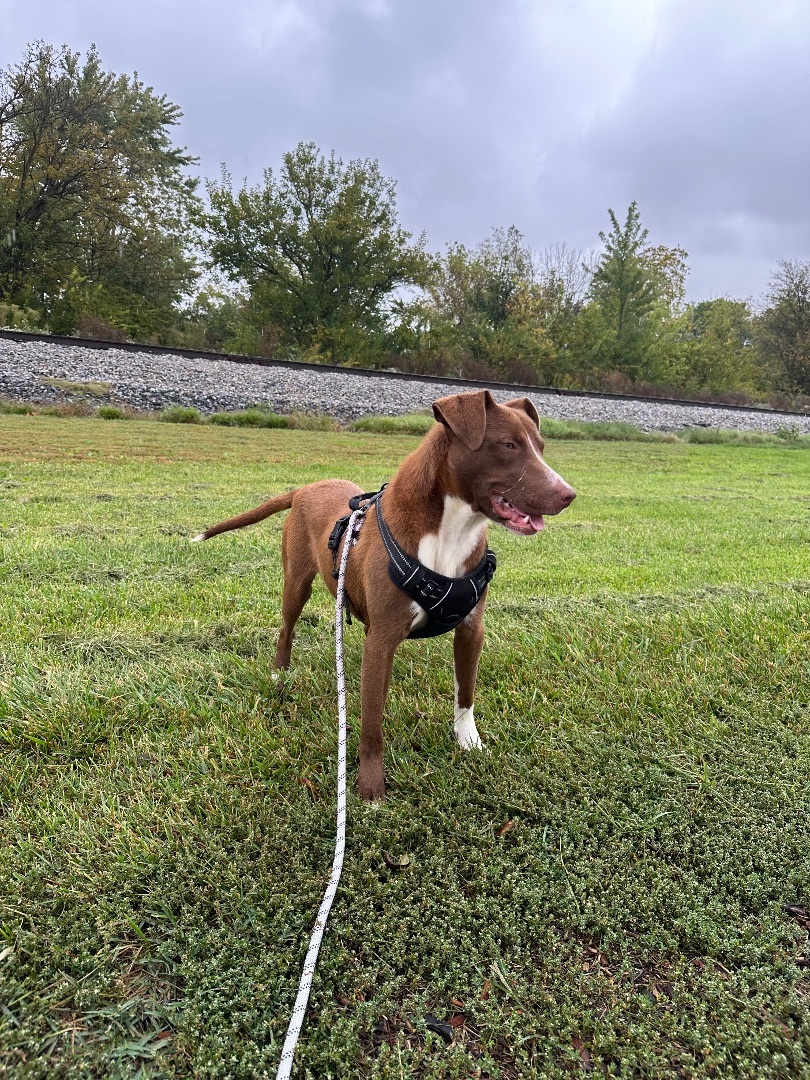 Peanut, a Adopted mixed breed in Tuscola, IL image 4/6