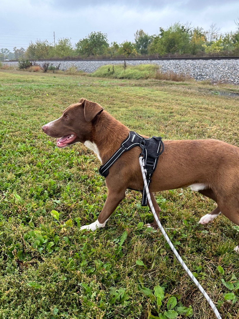 Peanut, a Adopted mixed breed in Tuscola, IL image 5/6