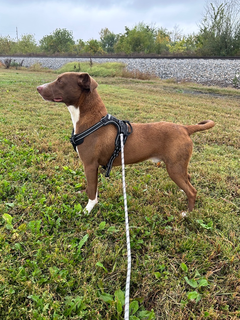 Peanut, a Adopted mixed breed in Tuscola, IL image 6/6