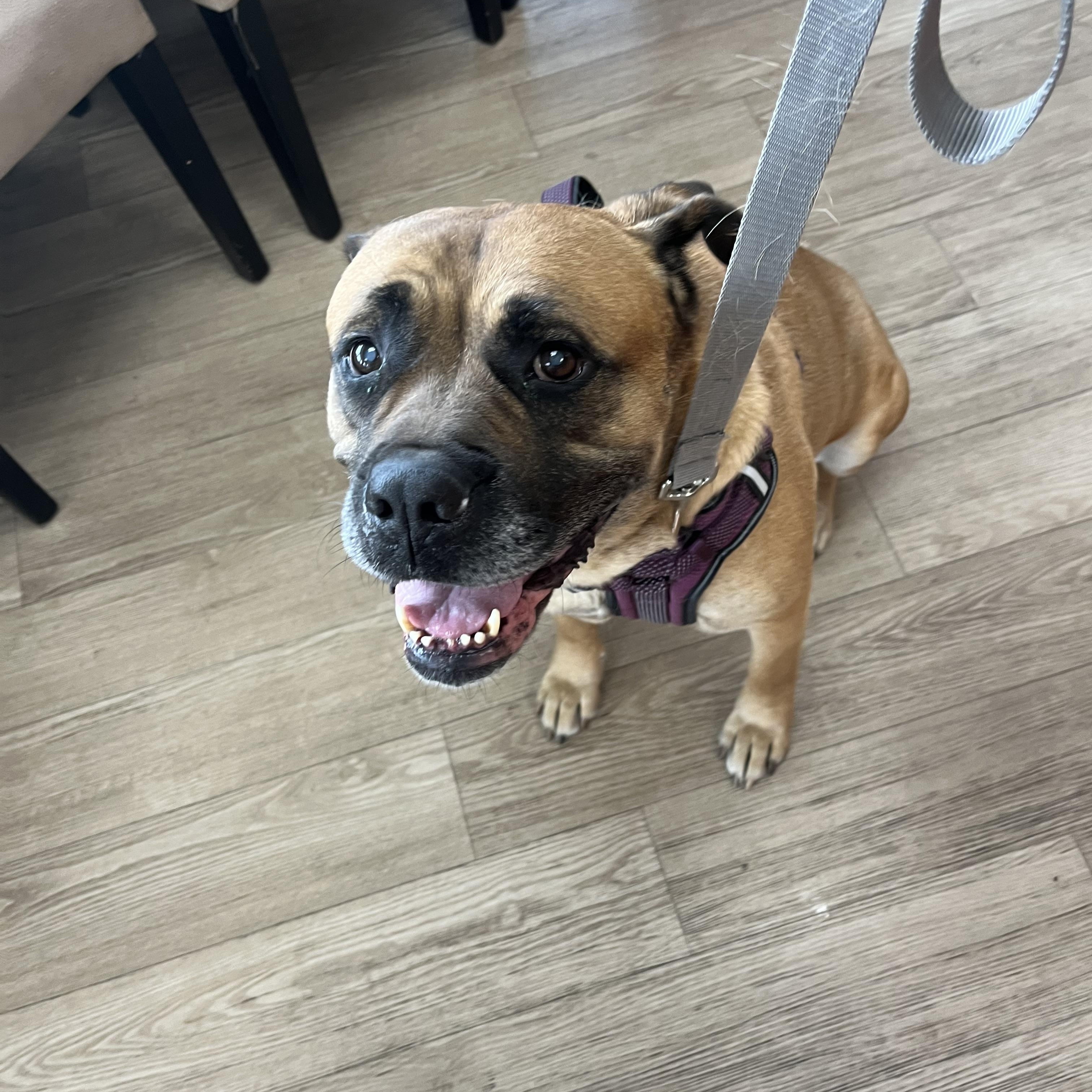 Enlarge Willow, a Adoptable Mastiff in Penryn, CA image 1/4