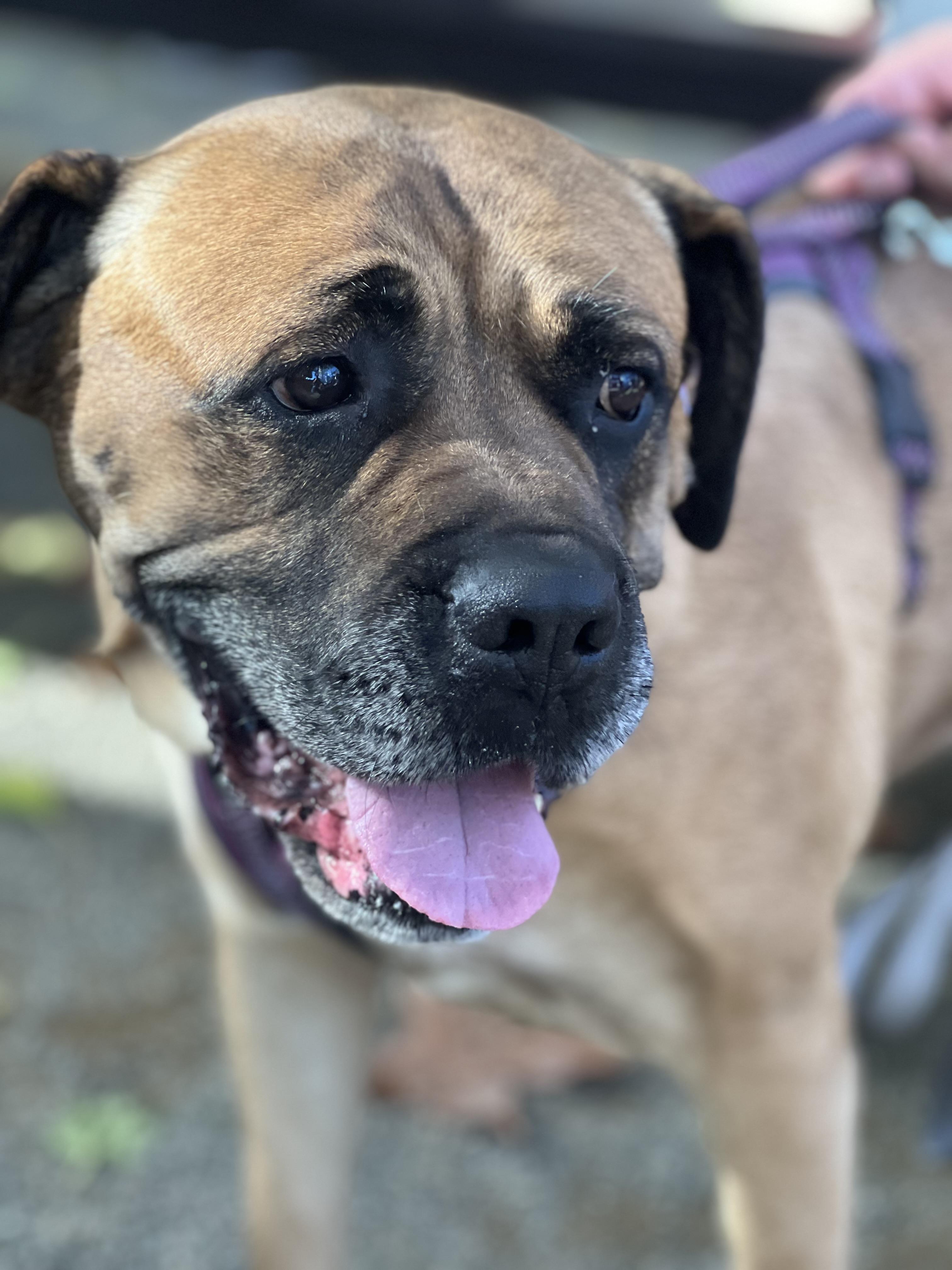 Enlarge Willow, a Adoptable Mastiff in Penryn, CA image 2/4