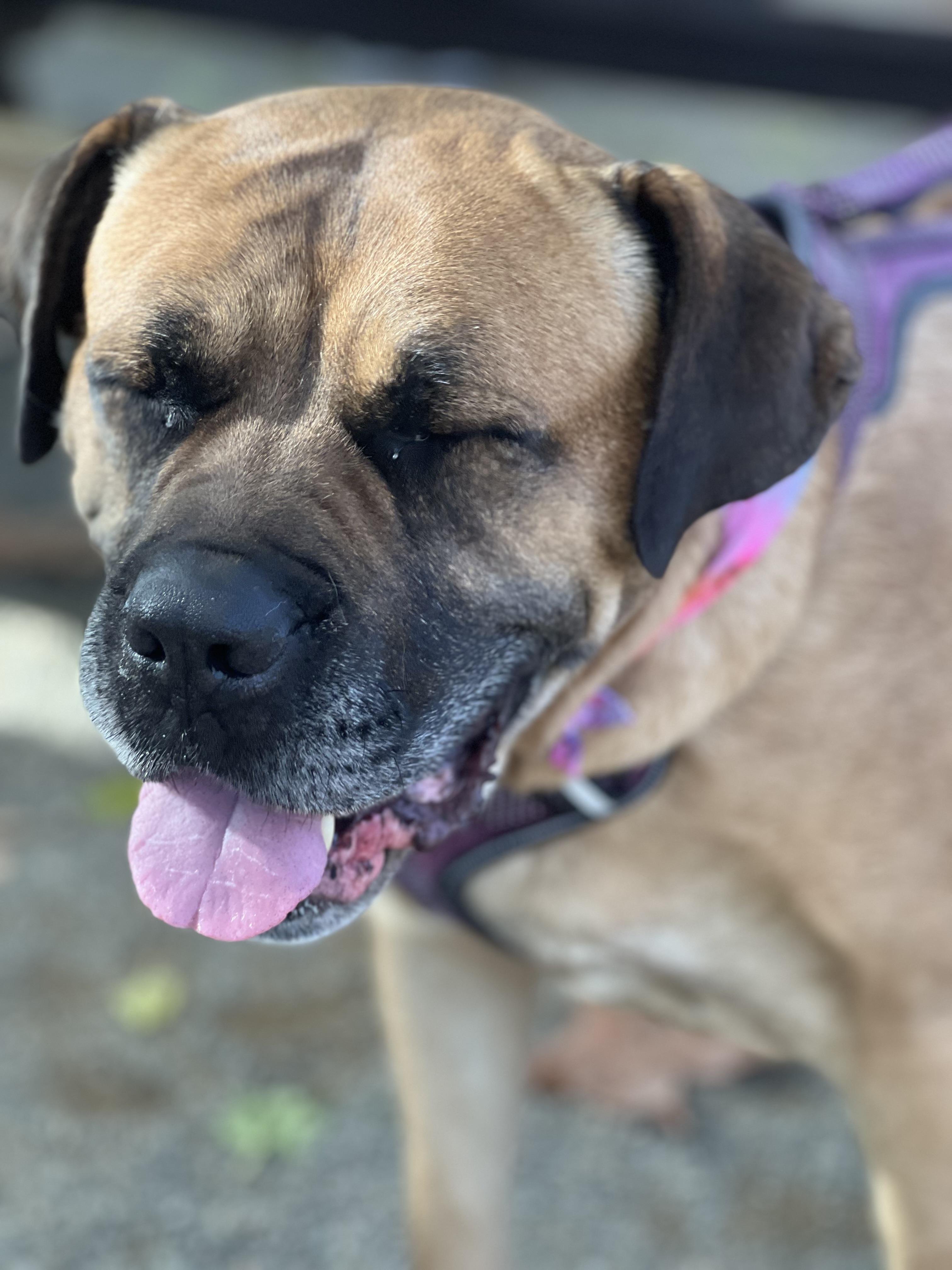 Enlarge Willow, a Adoptable Mastiff in Penryn, CA image 4/4