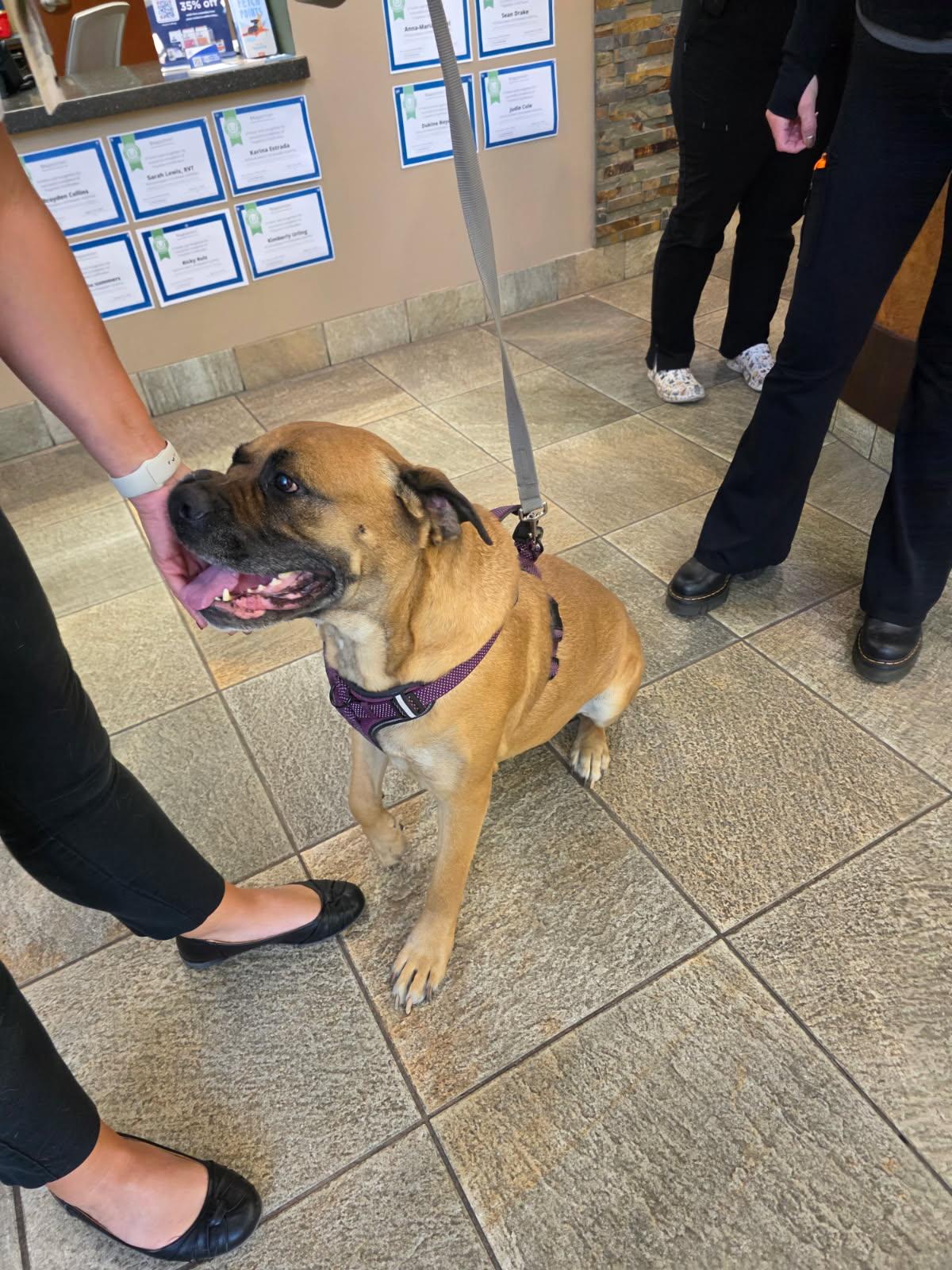 Enlarge Willow, a Adoptable Mastiff in Penryn, CA image 3/4